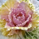 Flowering Cabbage Color Up Pink 250 seeds