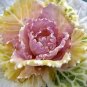 Flowering Cabbage Color Up Pink 250 seeds