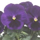 Pansy Majestic Giant II Deep Blue-Blotch 250 seeds