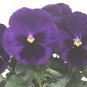 Pansy Majestic Giant II Deep Blue-Blotch 250 seeds