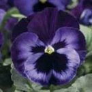 Pansy DeltaPro Neon Violet 250 seeds