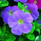 Petunia Titan Mid Blue 1,000 seeds