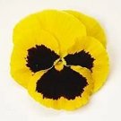 Pansy Matrix Yellow Blotch 250 seeds