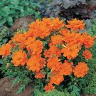 Cosmos Cosmic Orange 500 seeds