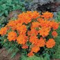 Cosmos Cosmic Orange 500 seeds