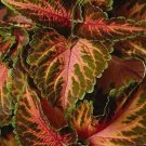 Coleus Wizard Coral Sunrise 1,000 seeds