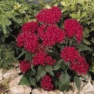 Pentas Kaleidoscope Deep Red 100 seeds
