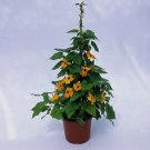 Thunbergia Susie Orange Black Eye 100 seeds