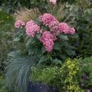 Pentas Kaleidoscope Pink 100 seeds