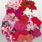 Impatiens Candy Mix 500 seeds