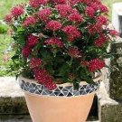 Pentas Kaleidoscope Deep Rose 100 seeds