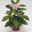Pentas Kaleidoscope Appleblossom 100 seeds