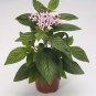 Pentas Kaleidoscope Appleblossom 100 seeds