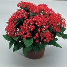 Pentas New Look Red 100 Seeds