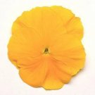 Pansy Spring Matrix Yellow 250 seeds