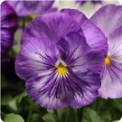 Pansy Spring Matrix Lavender Shades 250 seeds