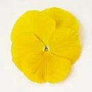 Pansy Matrix Yellow Clear 250 seeds
