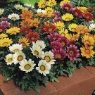 Gazania Kiss Mix 250 seeds