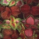 Coleus Wizard Mix 1,000 seeds