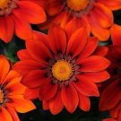 Gazania New Day Red Shades 250 seeds