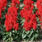 Salvia Red Hot Mojave 500 seeds