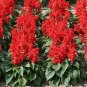 Salvia Red Hot Mojave 500 seeds
