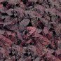 Hypoestes Confetti Red 500 seeds