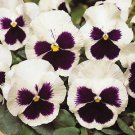 Pansy Spring Matrix White Blotch 250 seeds
