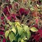 Coleus Giant Exhibition Mix 100 seeds