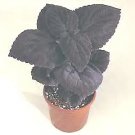 Coleus Giant Exhibition Palisandra 100 seeds