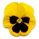 Pansy Spring Matrix Yellow Blotch 250 seeds