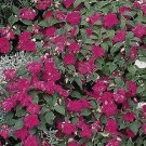 Impatiens Candy Violet 500 seeds