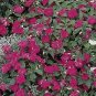 Impatiens Candy Violet 500 seeds