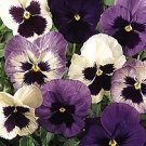 Pansy Matrix Ocean Breeze Mix 250 seeds