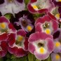 Torenia Clown Mix 250 seeds