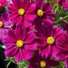 Cosmos Apollo Carmine 250 seeds