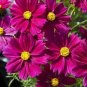 Cosmos Apollo Carmine 250 seeds