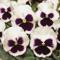 Pansy Spring Matrix White Blotch 250 seeds