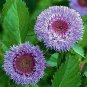Centratherum Pineapple Sangria 100 seeds