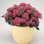 Pentas Graffiti2020 Ruby Rose 100 seeds