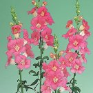 Snapdragon Chantilly Pink 500 seeds