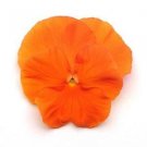 Pansy Spring Matrix Deep Orange 250 seeds