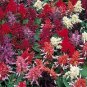 Salvia Salsa Mix 500 seeds
