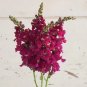 Snapdragon Chantilly Purple 500 seeds