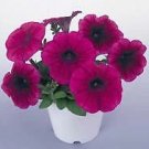 Petunia Daddy Red 1,000 seeds
