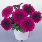 Petunia Daddy Red 1,000 seeds