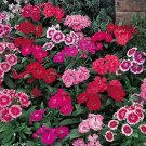 Dianthus Polar Mix 250 seeds