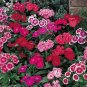 Dianthus Polar Mix 250 seeds