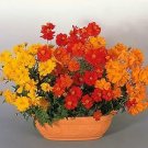 Cosmos Cosmic Mix 500 seeds