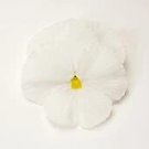 Pansy Matrix White Clear 250 seeds